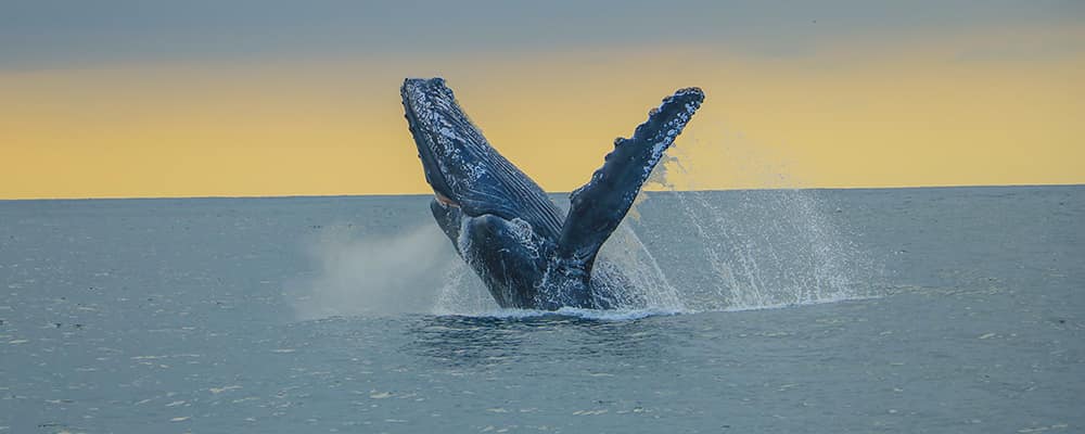 Whale Whatching